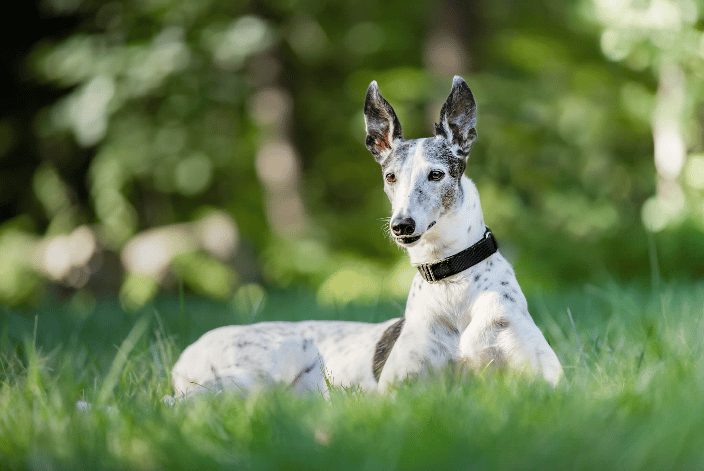 Senior Grey Hound laying in grass