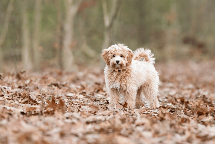 Goldendoodle Puppy in the woodland leaves