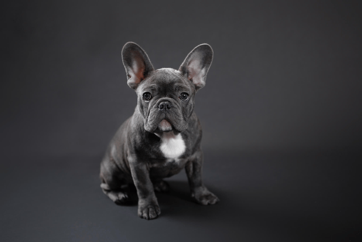 French Bulldog pupp\y in Emerald Moon Photography Studio on black backdrop