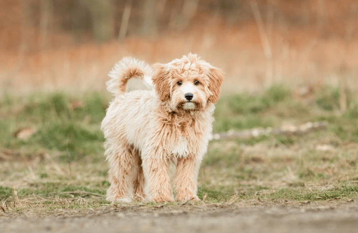 Golden Doodle Puppy