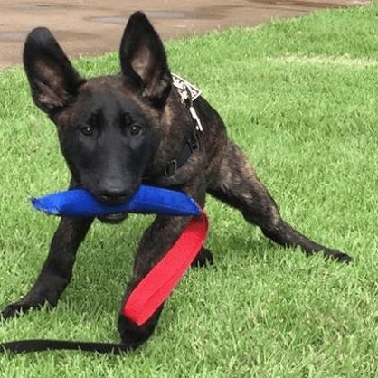 Belgium shepherd puppy training 