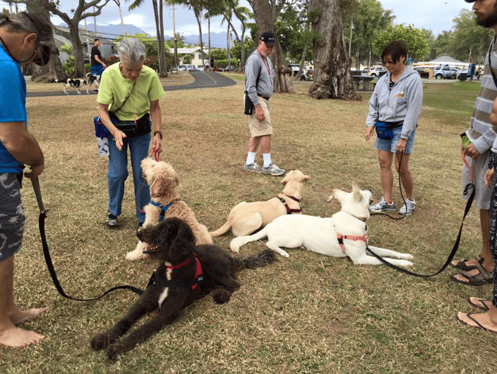 Fun obedience class by the beach