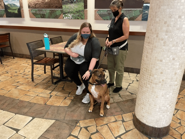 Service dog training