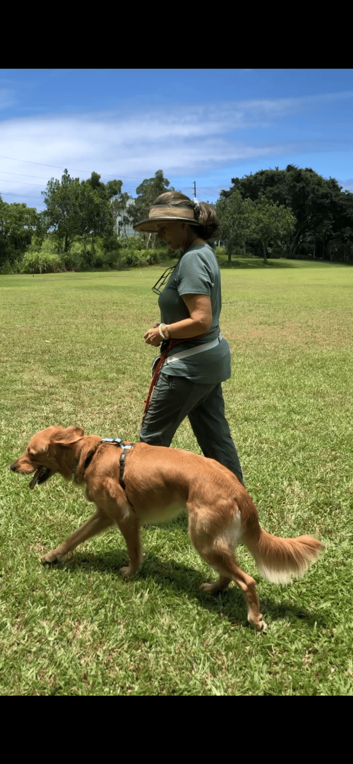 Leash walking training