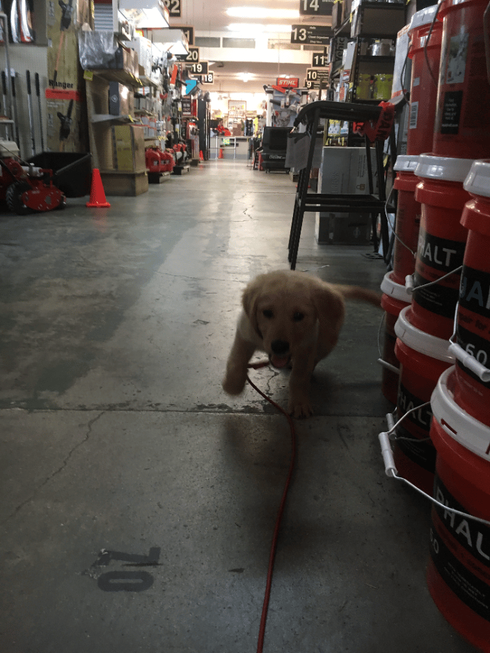 puppy socialization training