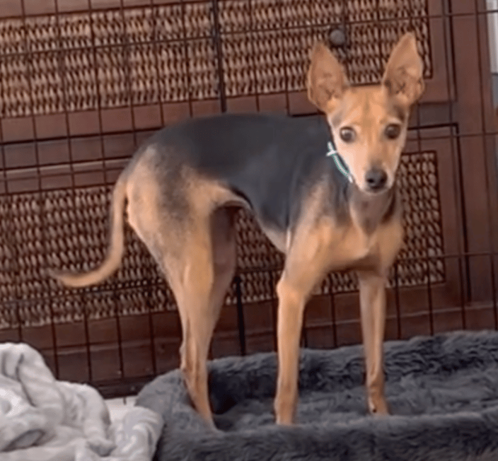Noise phobic dog