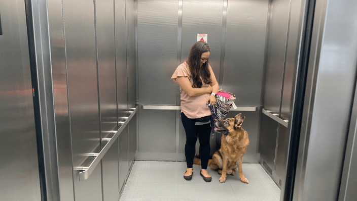 Urban dog training for city dogs