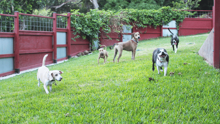 Dogs runnin around in our fenced yard