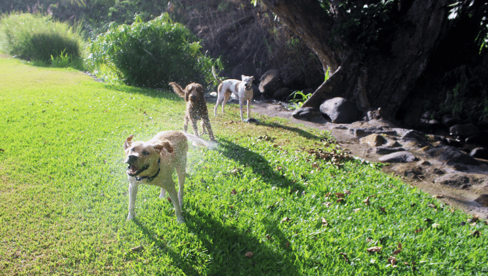Dogs playing down by the stream