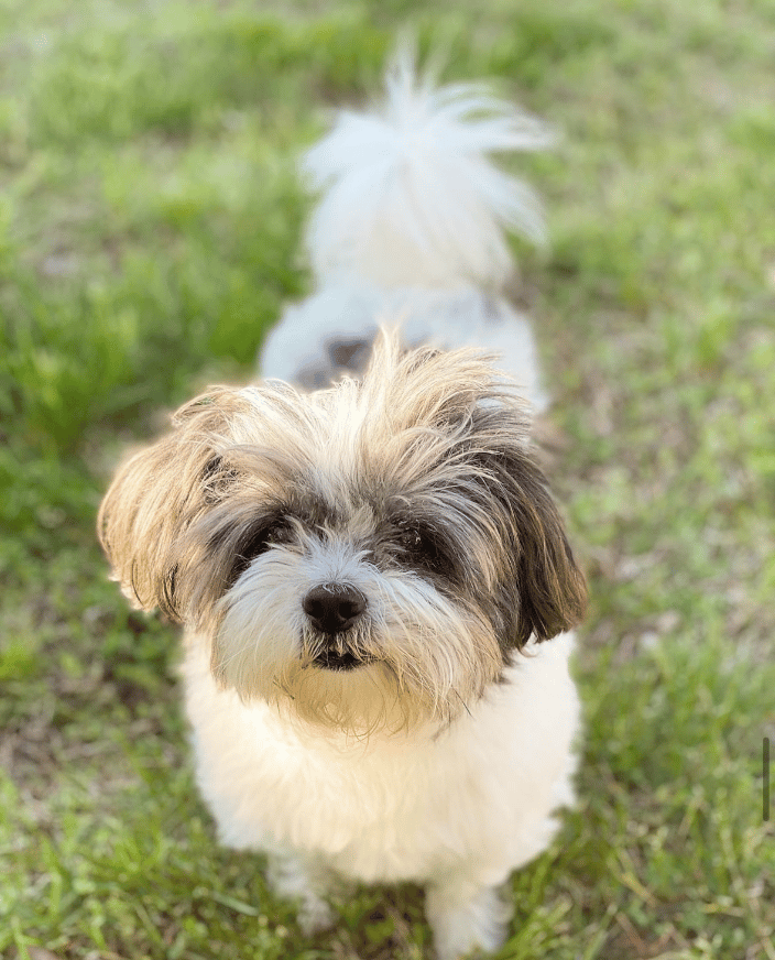 Teddy (pet)