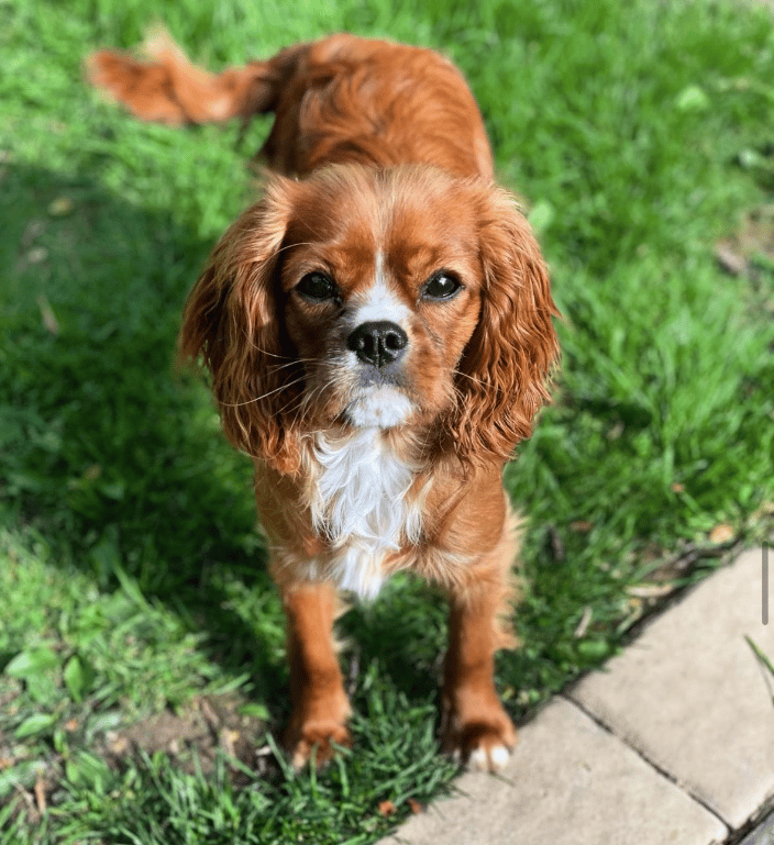 Obie (client)