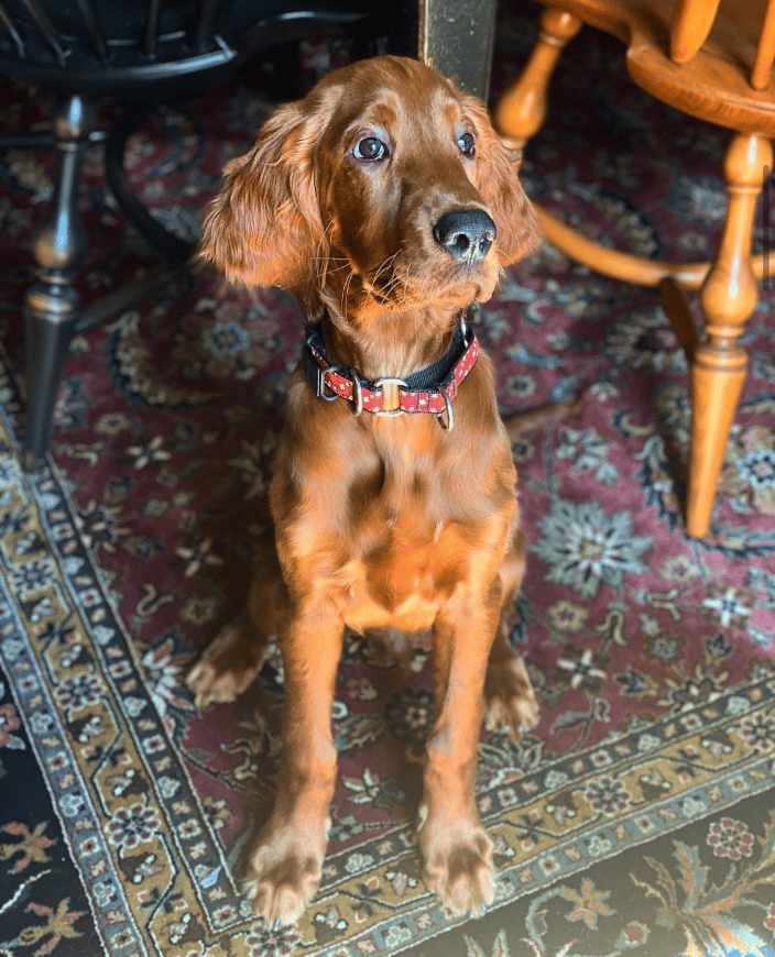 Enzo (client)
