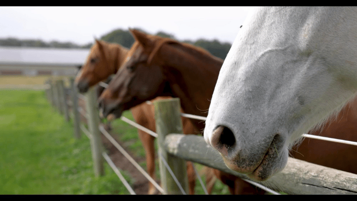Happy Horses!