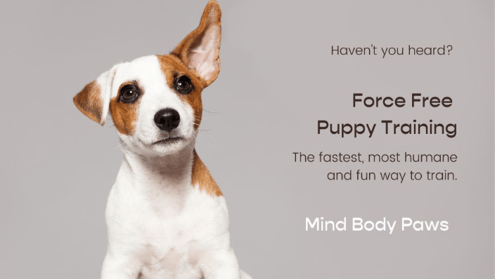Puppy Training