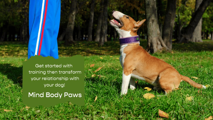 Dog Training