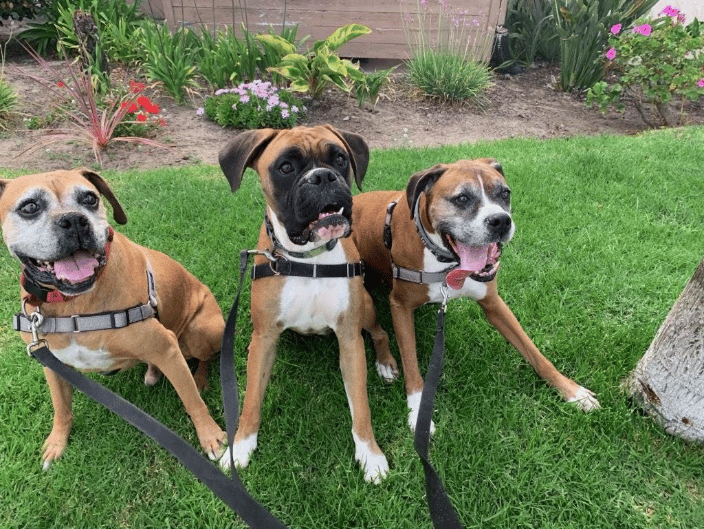 Pack of Boxers