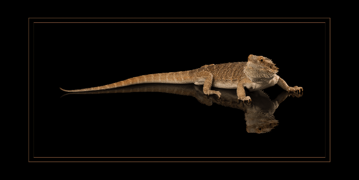 Bearded Dragon