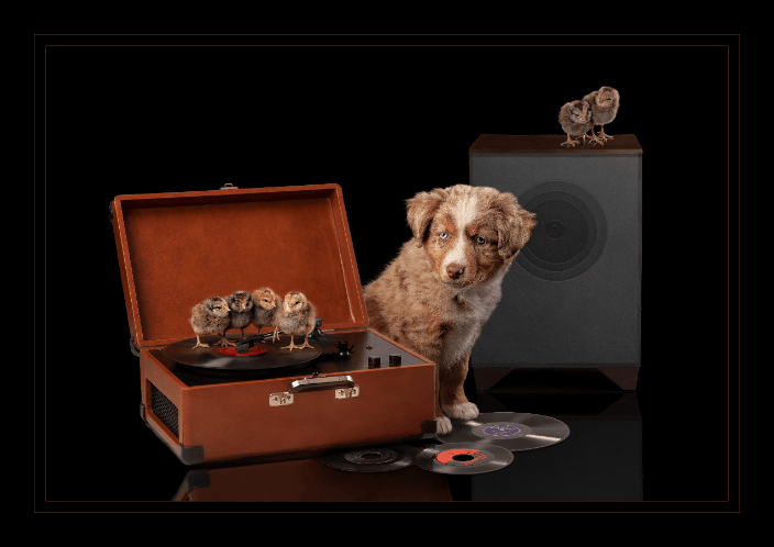 Woofers and Tweeters