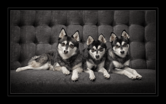 Alaskan Klee Kia Family