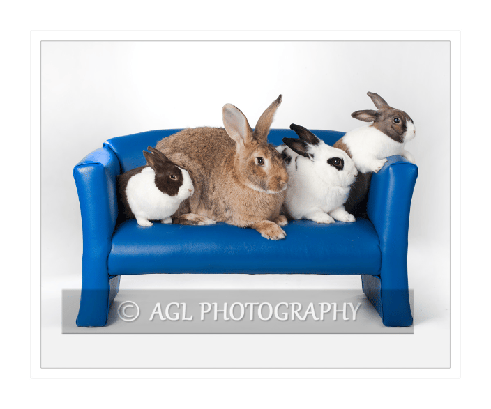 Couch Bunnies