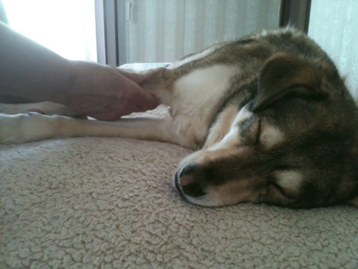 dog