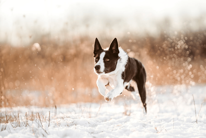 barking dog images