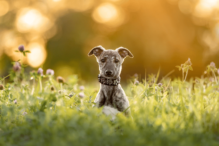 barking dog images