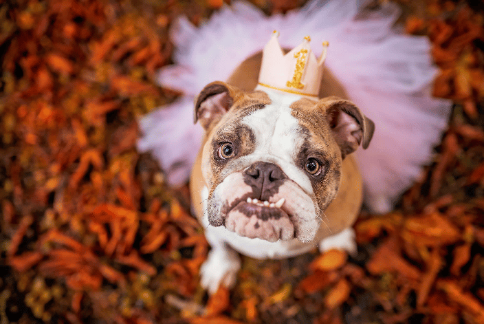 barking dog images