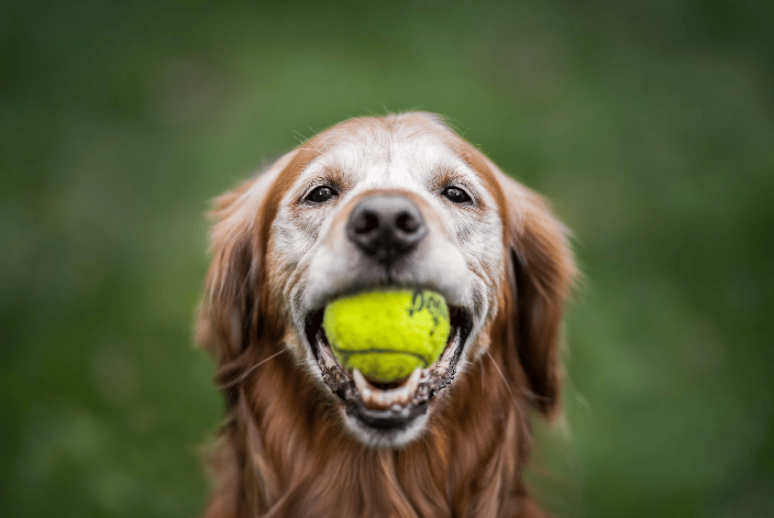 barking dog images