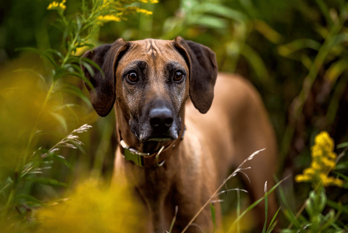 barking dog images