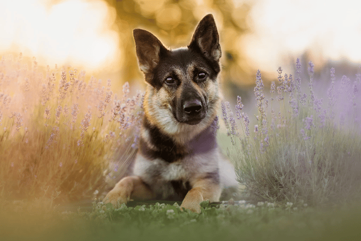 barking dog images