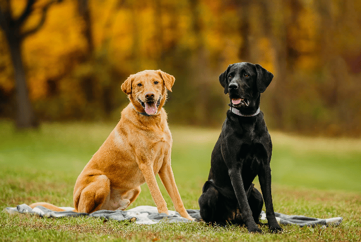 barking dog images
