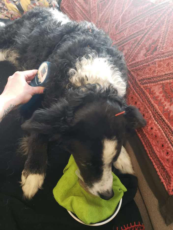 Curlie enjoying his frozen baby food while receiving acupuncture and laser therapy