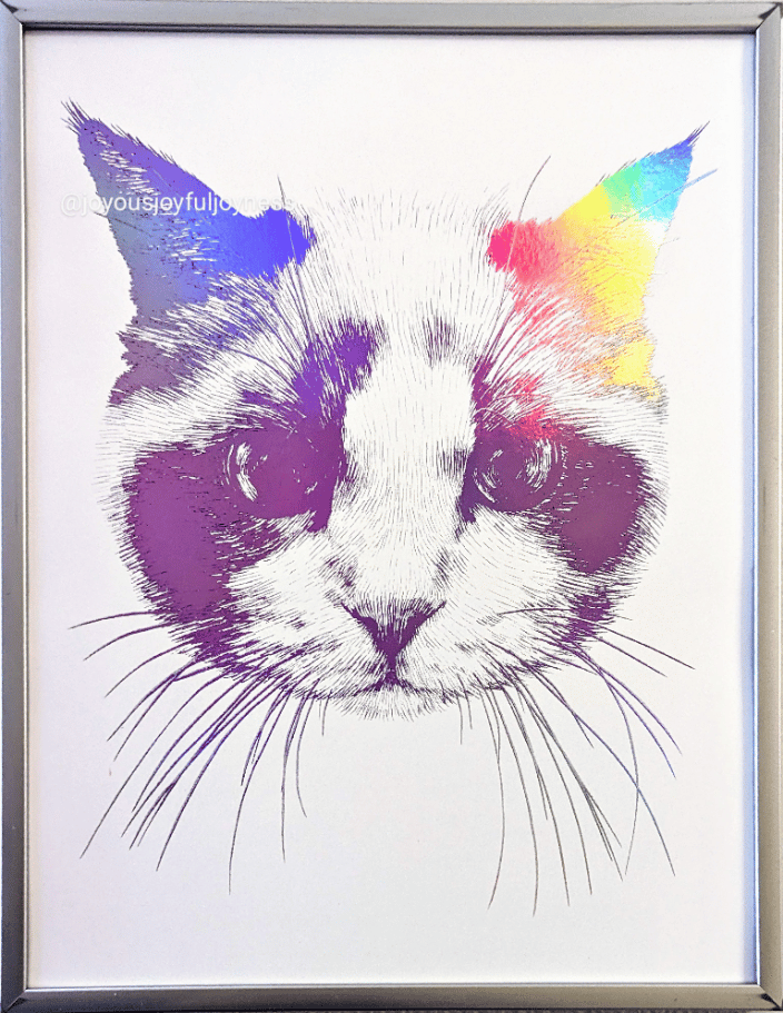 Benjamin the Ragdoll Cat
