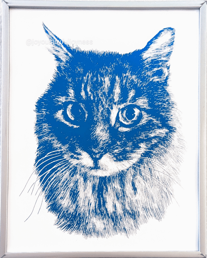TC the Maine Coon Mix