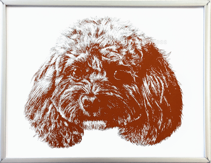 Sherbie the Cavoodle