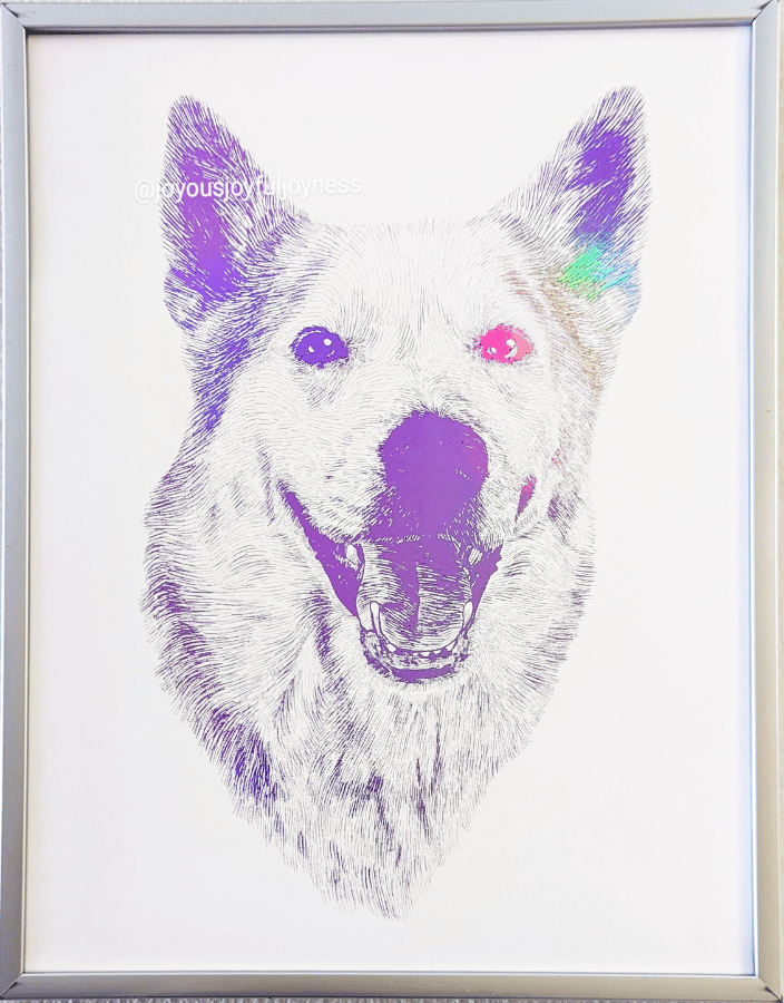 Nala the Husky