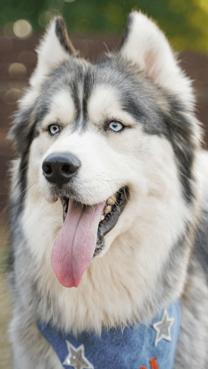 Bubba the Husky