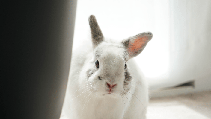 Bunny Session