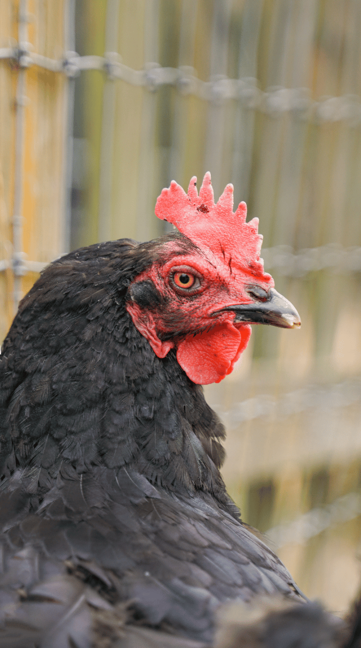 Ratchet the Chicken