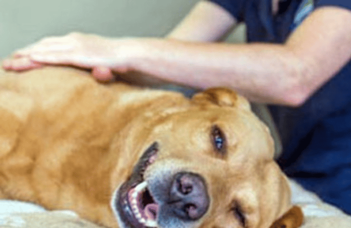 Canine Massage