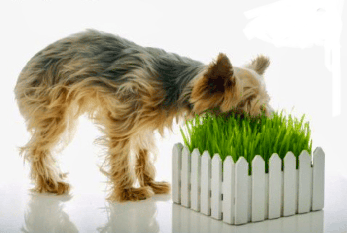 Animal Aromatherapy