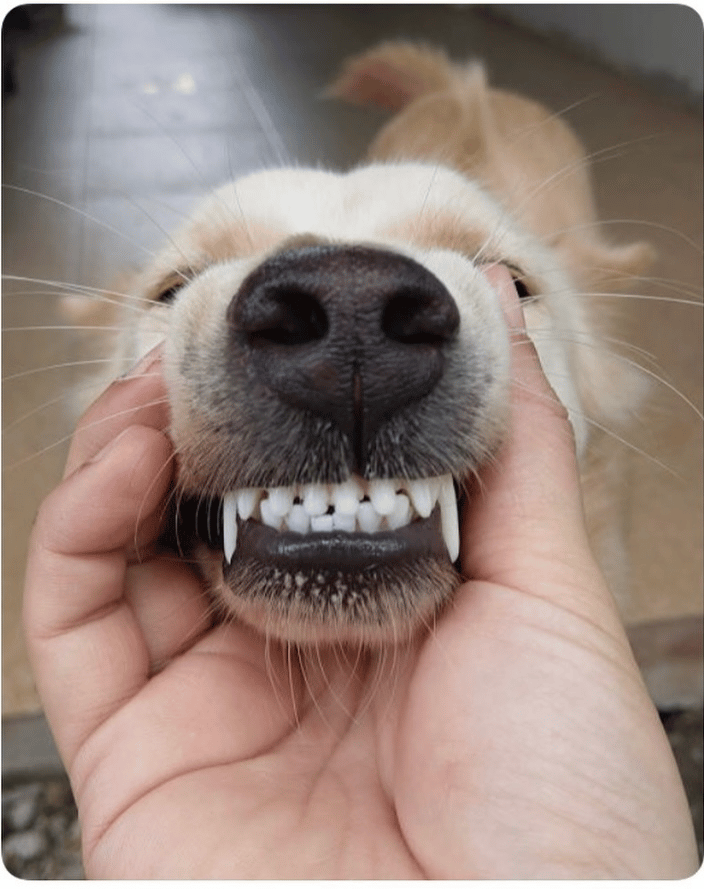 Teeth Cleaning