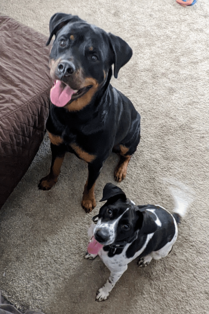 Happy puppers - making friends at K2