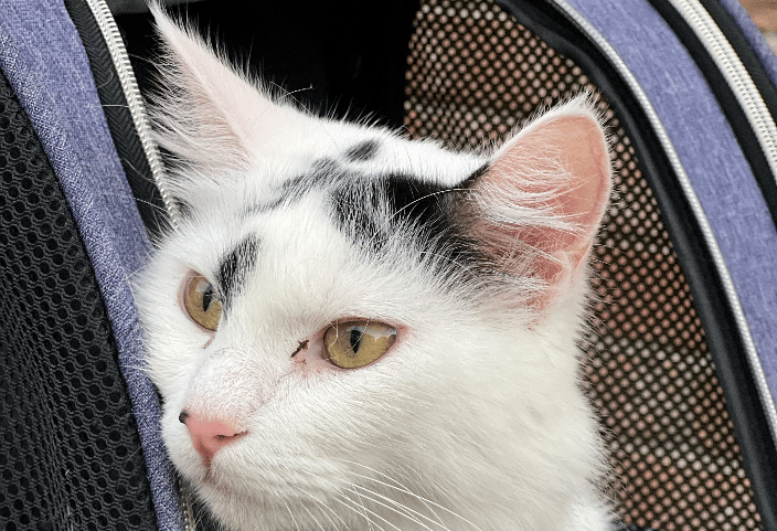 Pet taxi to the vet or groomer