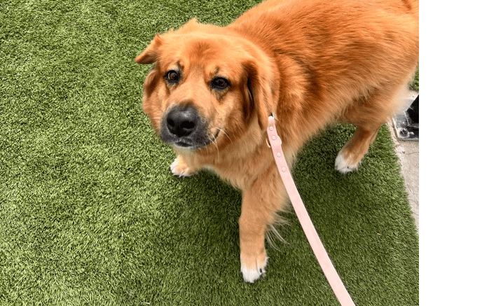 Harley gets a daily walk in West U