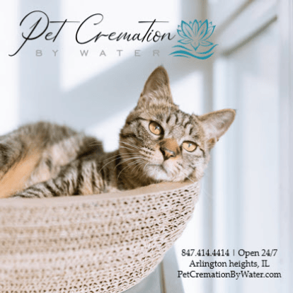 All cats welcome