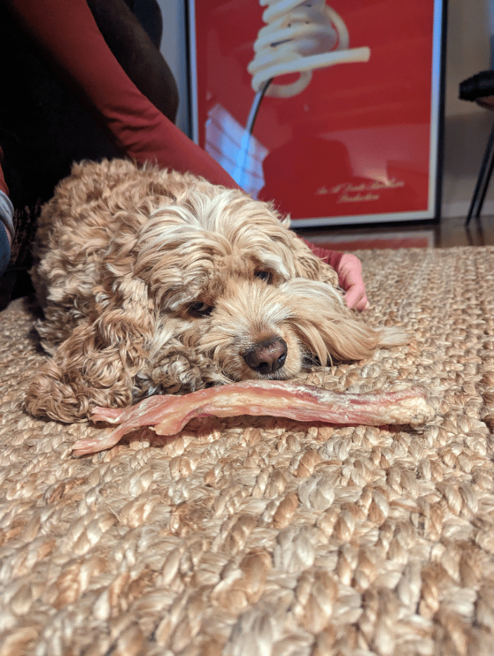 Gus receiving Reiki for severe stress & anxiety