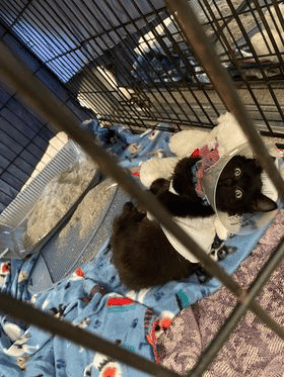 Riley Receiving Reiki after major surgery