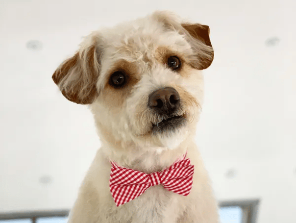 Hudson looking fresh!